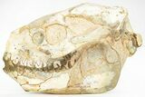 Fossil Oreodont (Merycoidodon) Skull - South Dakota #217195-7